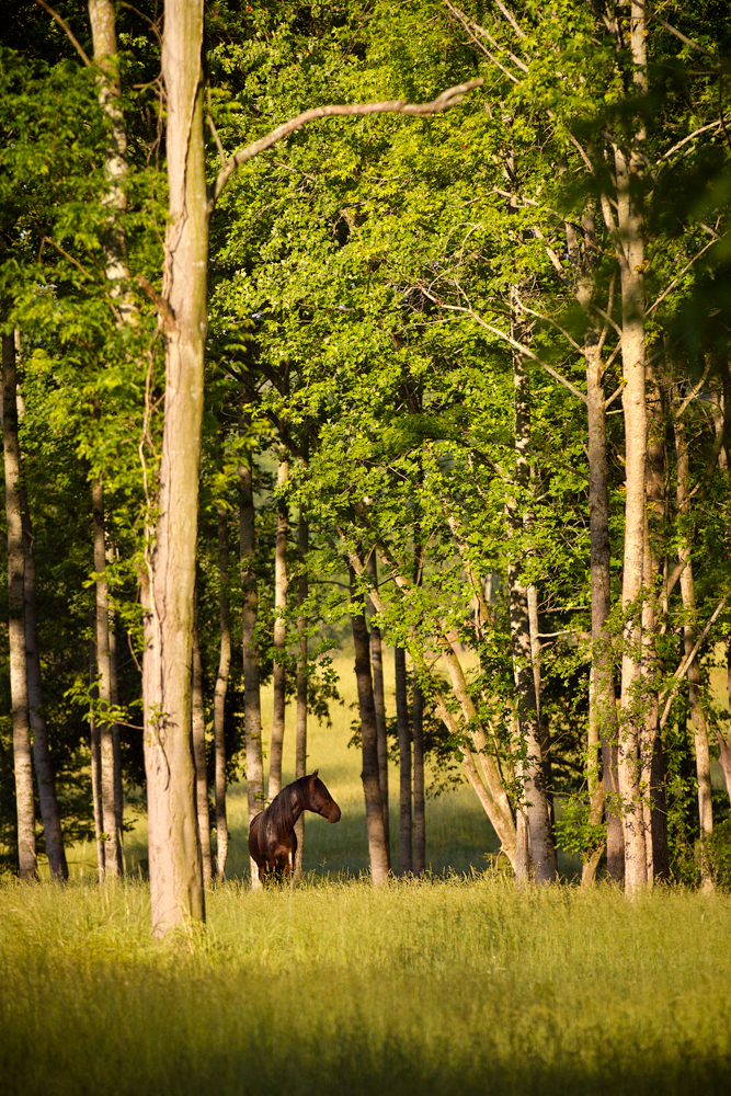 A brown horse grazing in a sun-dappled wooded pasture