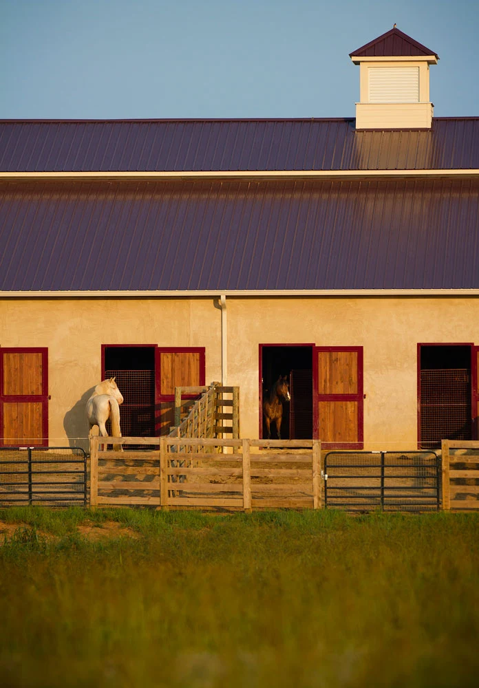 Barn stalls with individual outdoor runs, horses resting at their Dutch doors