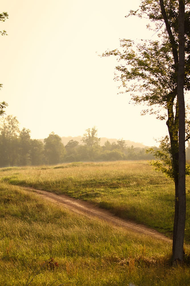 A misty dirt trail winding through a golden field toward a distant tree line