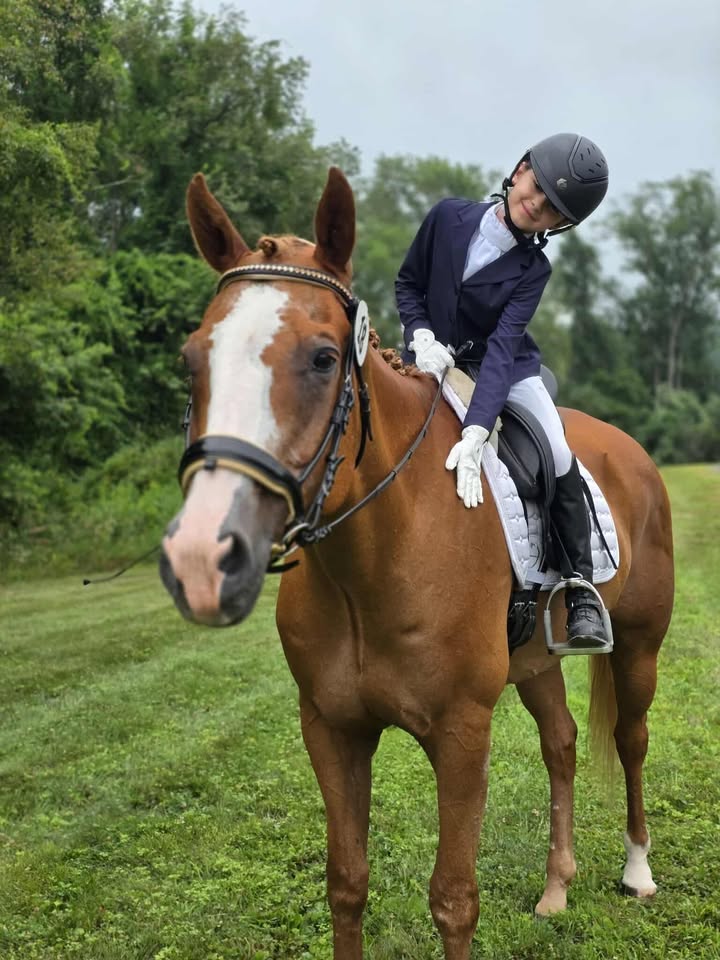 A chestnut school horse with a rider in the arena