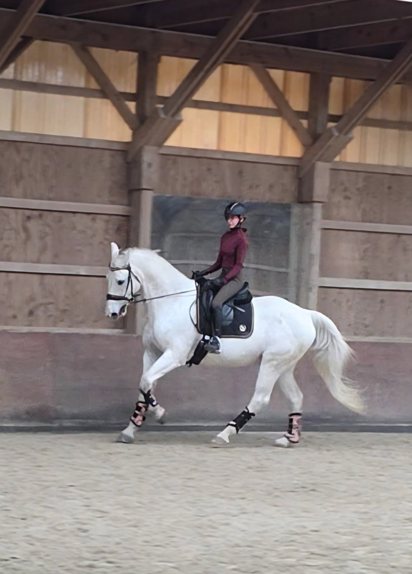 A white school horse in the covered arena
