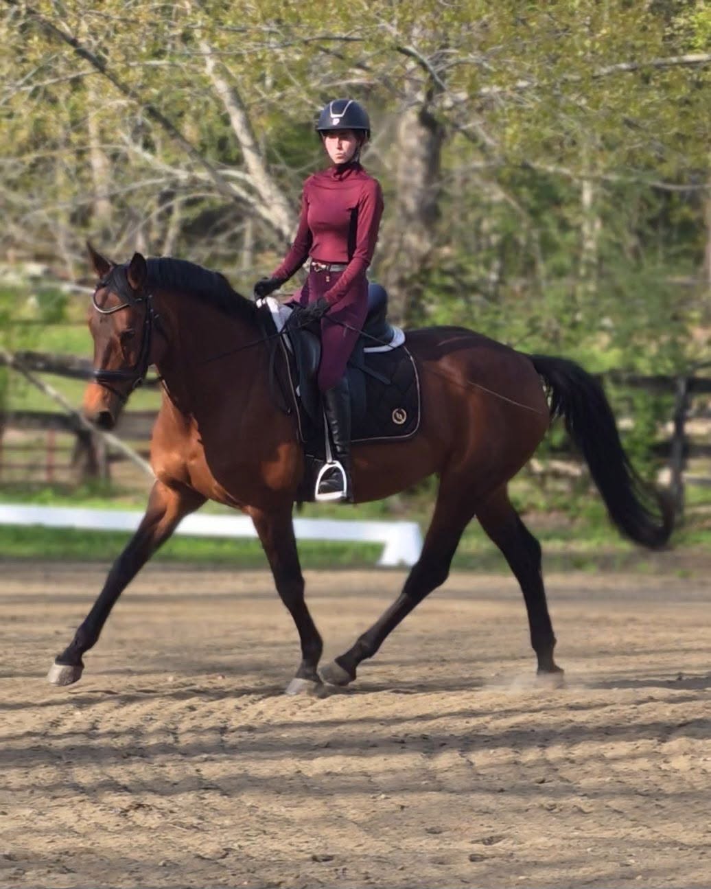 A bay school horse in motion in the arena