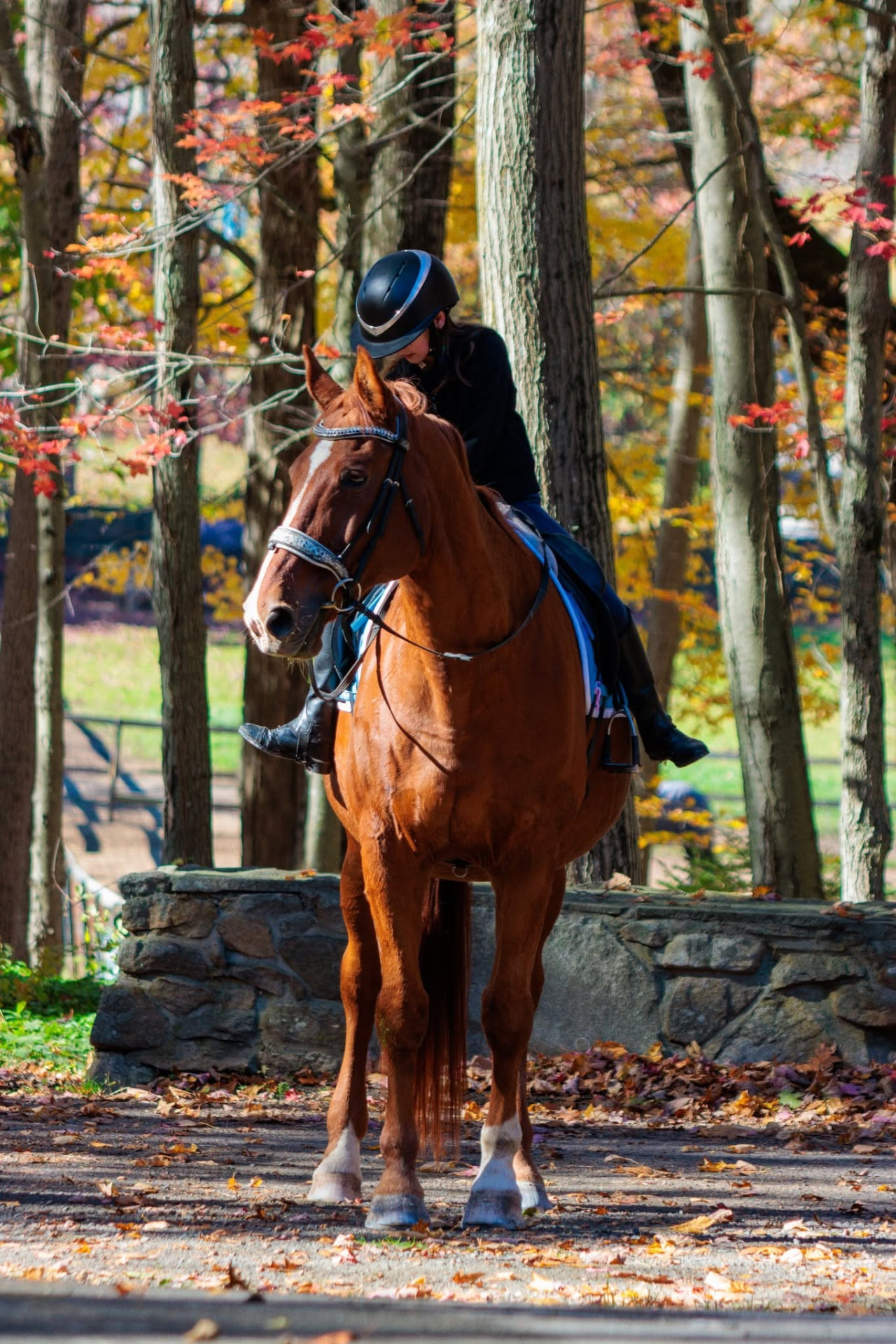 A chestnut school horse with a rider among autumn trees