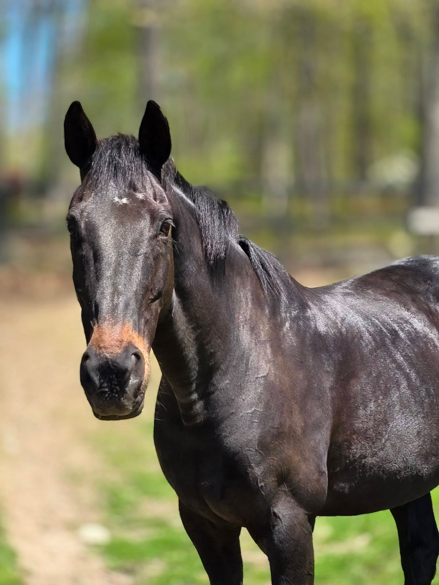 A dark bay school horse portrait at the farm