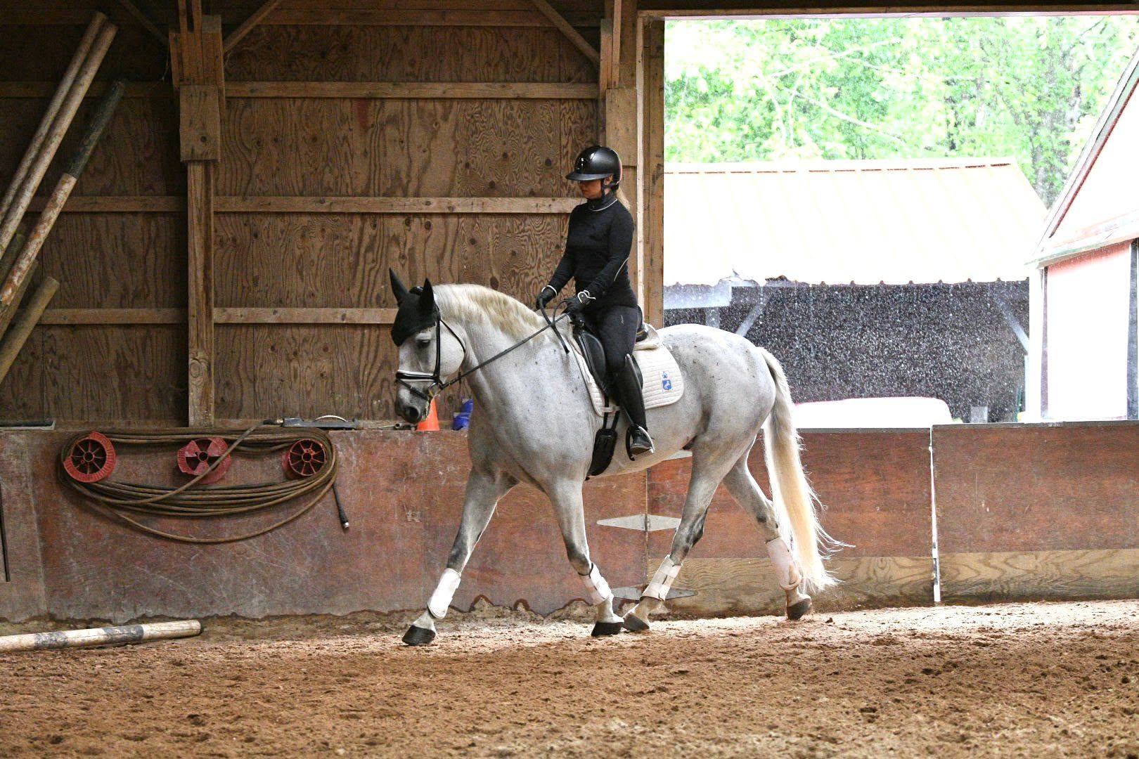 A dapple grey school horse in the covered arena